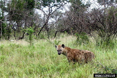 spotted hyena, Crocuta crocuta  (Carnivora: Hyaenidae) - 1125110