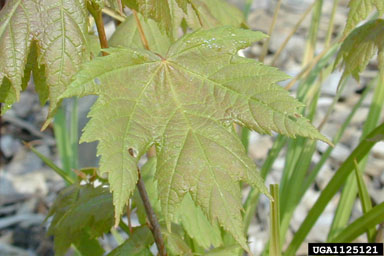 red maple, Acer rubrum  (Sapindales: Aceraceae) - 1125121