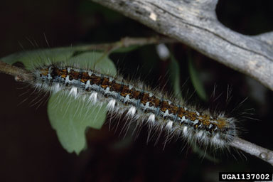 Pacific tent caterpillar, Malacosoma constrictum  (Lepidoptera: Lasiocampidae) - 1137002