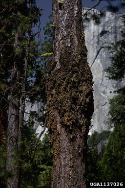 western dwarf mistletoe (Arceuthobium campylopodum ) on ponderosa pine (Pinus ponderosa ) - 1137026