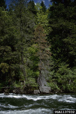 Phytophthora root disease of Port Orford cedar (Phytophthora lateralis ) on Port Orford cedar (Chamaecyparis lawsoniana ) - 1137032
