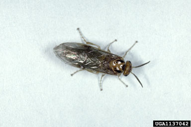 conifer sawflies, Neodiprion spp.  (Hymenoptera: Diprionidae) - 1137042