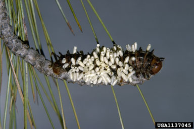 pandora moth, Coloradia pandora  (Lepidoptera: Saturniidae) - 1137045