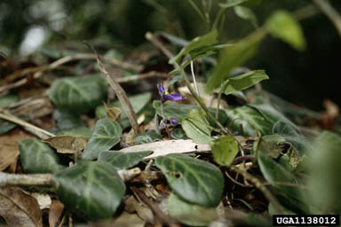 African violet, Saintpaulia teitensis  (Scrophulariales: Gesneriaceae) - 1138012