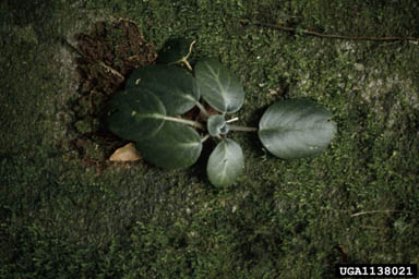 African violet, Saintpaulia teitensis  (Scrophulariales: Gesneriaceae) - 1138021