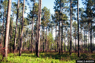 fire on longleaf pine (Pinus palustris ) - 1146009
