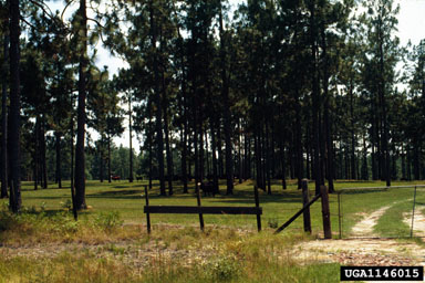 cattle (Bos spp. ) on longleaf pine (Pinus palustris ) - 1146015