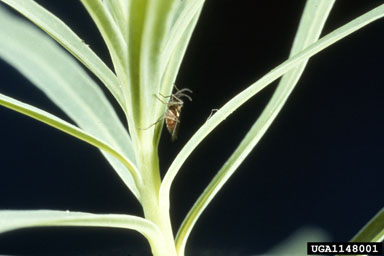 leafy spurge gall midge, Spurgia capitigena  (Diptera: Cecidomyiidae) - 1148001
