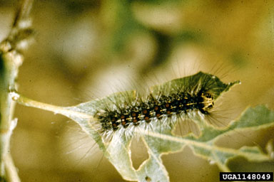 gypsy moth, Lymantria dispar  (Lepidoptera: Lymantriidae) - 1148049