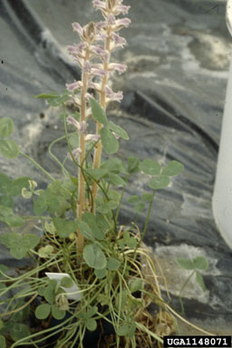 small broomrape, Orobanche minor  (Scrophulariales: Orobanchaceae) - 1148071