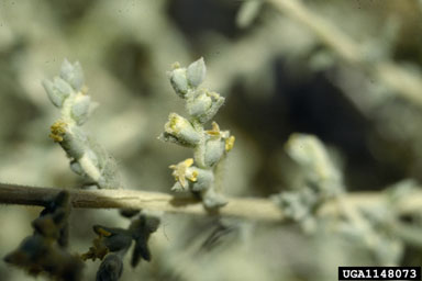 Russian thistle, Salsola kali  (Caryophyllales: Chenopodiaceae) - 1148073