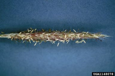 cogongrass, Imperata cylindrica  (Cyperales: Poaceae) - 1148078
