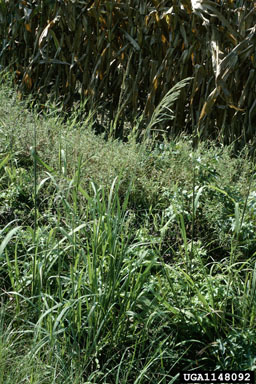 bahiagrass, Paspalum notatum  (Cyperales: Poaceae) - 1148092