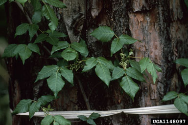 eastern poison-ivy, Toxicodendron radicans  (Sapindales: Anacardiaceae) - 1148097