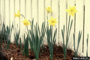 daffodils, Narcissus spp.  (Liliales: Liliaceae) - 1148101