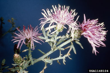 spotted knapweed, Centaurea stoebe ssp. micranthos (Asterales: Asteraceae) - 1148104