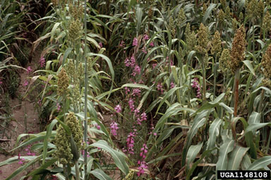 purple witchweed (Striga hermonthica ) on corn (Zea mays ) - 1148108
