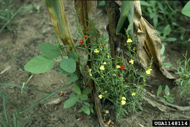 witchweed, Striga spp.  (Scrophulariales: Scrophulariaceae) - 1148114