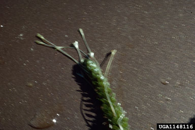 hydrilla, Hydrilla verticillata  (Hydrocharitales: Hydrocharitaceae) - 1148116