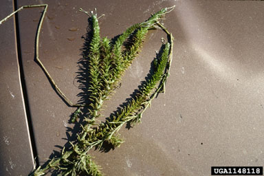 miramar weed, Hygrophila polysperma  (Scrophulariales: Acanthaceae) - 1148118
