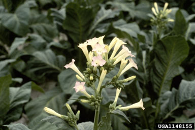flue-cured tobacco, Nicotiana tabacum (flue-cured type) (Solanales: Solanaceae) - 1148155