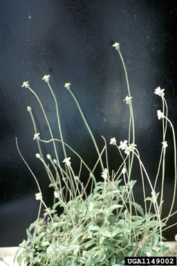 coat buttons, Tridax procumbens  (Asterales: Asteraceae) - 1149002