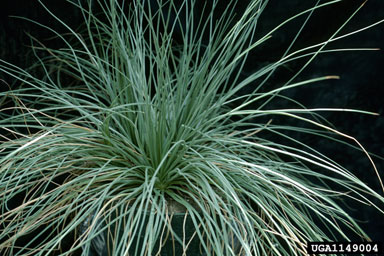 onionweed, Asphodelus fistulosus  (Liliales: Liliaceae) - 1149004
