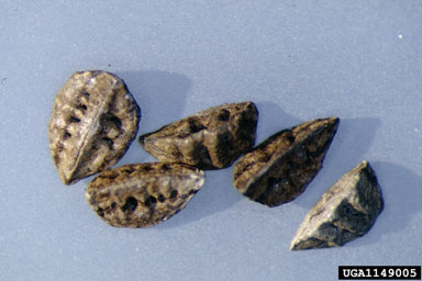 onionweed, Asphodelus fistulosus  (Liliales: Liliaceae) - 1149005