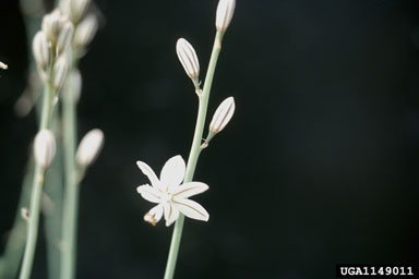 onionweed, Asphodelus fistulosus  (Liliales: Liliaceae) - 1149011