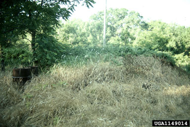 cogongrass, Imperata cylindrica  (Cyperales: Poaceae) - 1149014