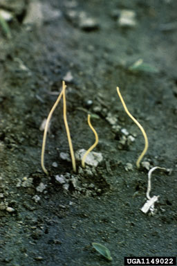 dodder, Cuscuta spp.  (Solanales: Cuscutaceae) - 1149022