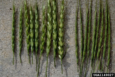 jointed goatgrass, Aegilops cylindrica  (Cyperales: Poaceae) - 1149027