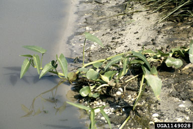 swamp morningglory, Ipomoea aquatica  (Solanales: Convolvulaceae) - 1149028