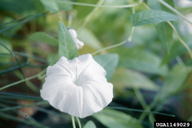swamp morningglory, Ipomoea aquatica  (Solanales: Convolvulaceae) - 1149029