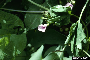 threelobe morningglory, Ipomoea triloba  (Solanales: Convolvulaceae) - 1149031