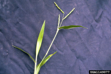 liverseedgrass, Urochloa panicoides  (Cyperales: Poaceae) - 1149077
