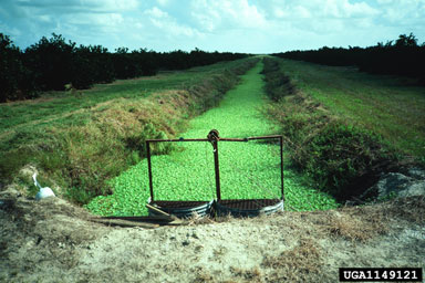 waterlettuce, Pistia stratiotes  (Arales: Araceae) - 1149121
