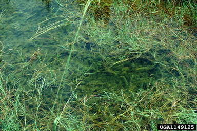 hydrilla, Hydrilla verticillata  (Hydrocharitales: Hydrocharitaceae) - 1149125
