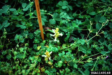 branched broomrape, Orobanche ramosa  (Scrophulariales: Orobanchaceae) - 1149148