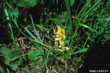 branched broomrape, Orobanche ramosa  (Scrophulariales: Orobanchaceae) - 1149157