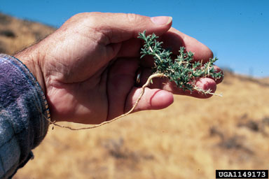 Mediterranean saltwort, Salsola vermiculata  (Caryophyllales: Chenopodiaceae) - 1149173