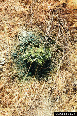 Mediterranean saltwort, Salsola vermiculata  (Caryophyllales: Chenopodiaceae) - 1149174