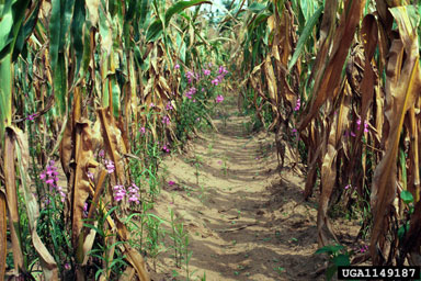 purple witchweed (Striga hermonthica ) on corn (Zea mays ) - 1149187