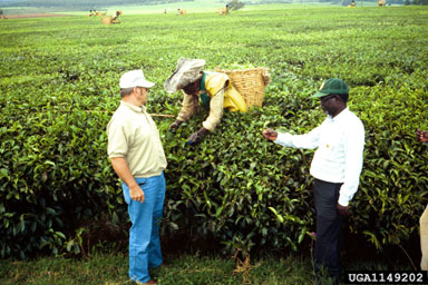 tea, Camellia sinensis  (Theales: Theaceae) - 1149202