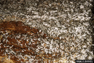 termites (  ) on pine (Pinus spp. ) - 1150001
