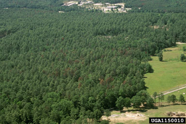bark beetles (  ) on pine (Pinus spp. ) - 1150010