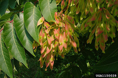 tree-of-heaven, Ailanthus altissima  (Sapindales: Simaroubaceae) - 1150028