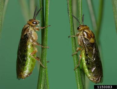 blackheaded pine sawfly, Neodiprion excitans  (Hymenoptera: Diprionidae) - 1150083