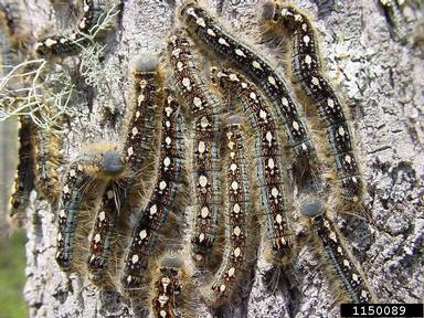 forest tent caterpillar, Malacosoma disstria  (Lepidoptera: Lasiocampidae) - 1150089