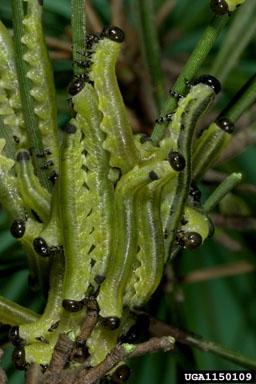 blackheaded pine sawfly, Neodiprion excitans  (Hymenoptera: Diprionidae) - 1150109